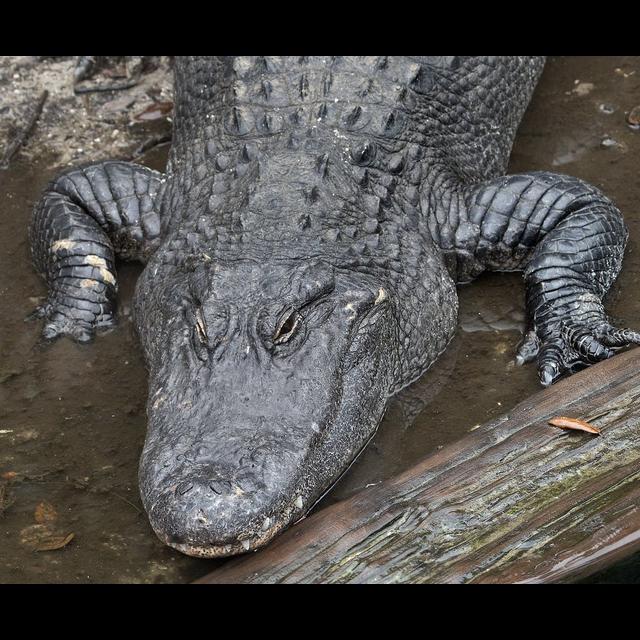 Episode 213: All American Alligator - podcast episode cover