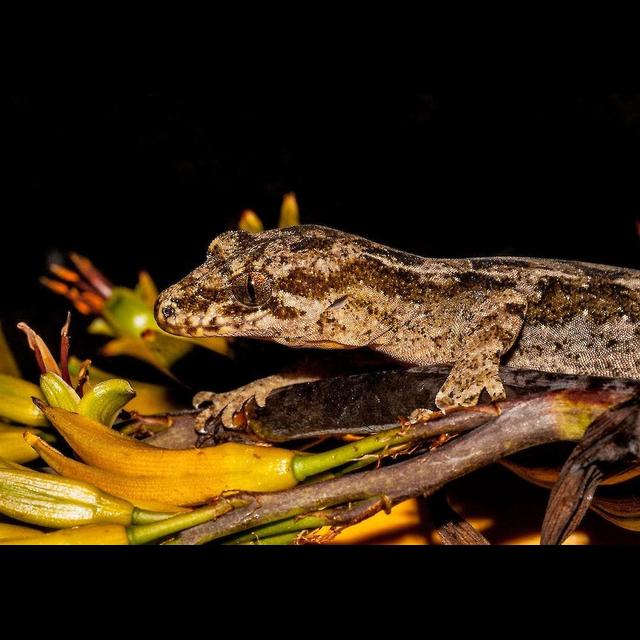 Episode 104: In the Pacific, Gecko Defies Gravity - podcast episode cover