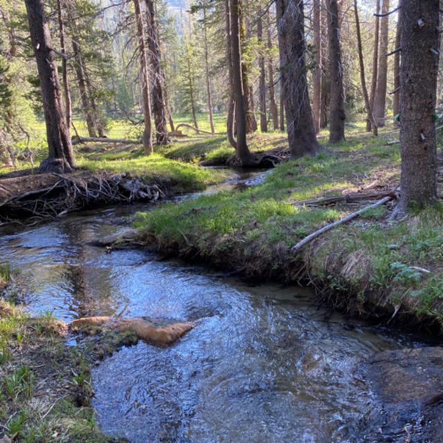 145: Tree Ears- Streamside In The Valley Of The North Fork Of The Sacramento River - podcast episode cover