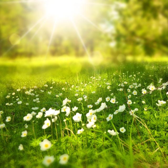A Garden Tryst - podcast episode cover