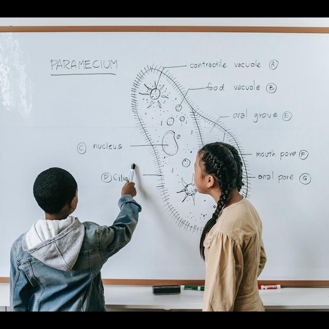 The Basics of Biology - podcast episode cover
