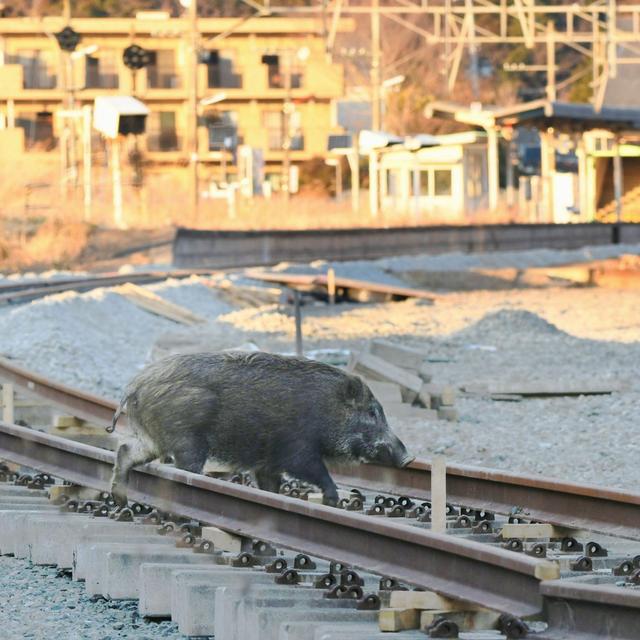 150: Moving to Fukushima? You’ll have to kick out the boars first - podcast episode cover