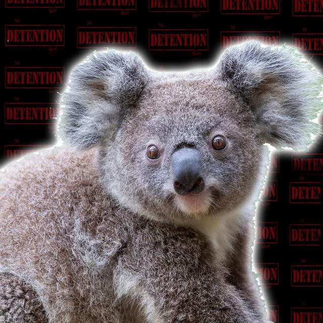 #12 - Koalas are Useless!! - podcast episode cover