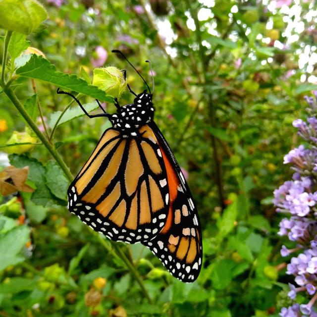 Episode 2 - Creating a butterfly habitat garden - podcast episode cover