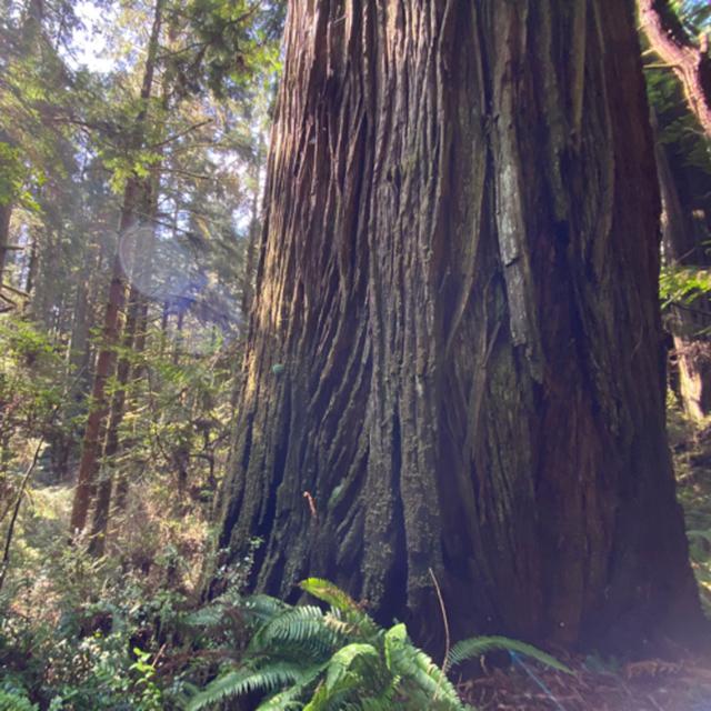 161: Prairie Creek Redwoods State Park- Redwood Tree Ears- Dawn In The Forest - podcast episode cover