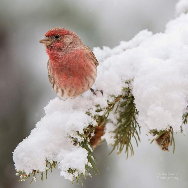 Luz y canto - chispas en invierno - podcast episode cover