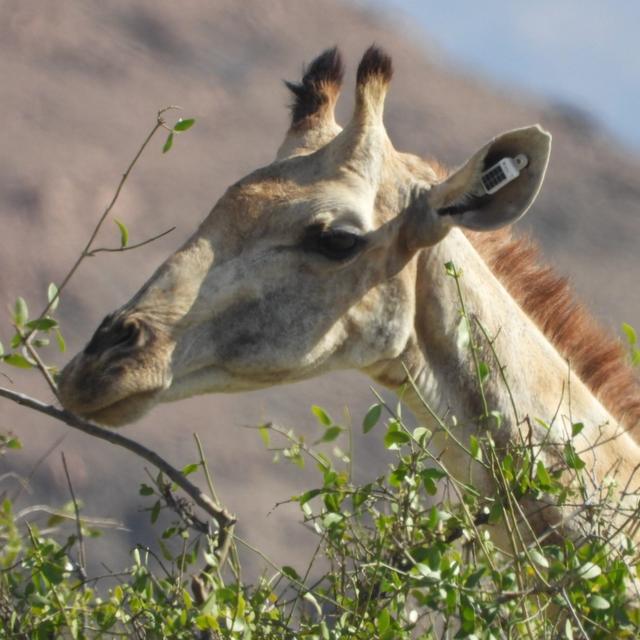 Tracking giraffes - podcast episode cover