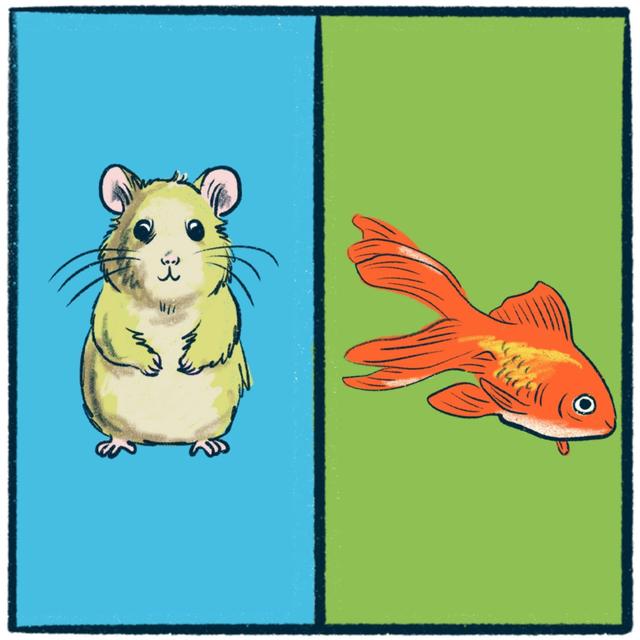 Hamsters vs. Goldfish: an adorable debate - podcast episode cover