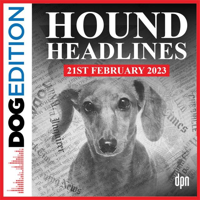 Hound Headlines 2/21/23 | Dog Edition #84 - podcast episode cover