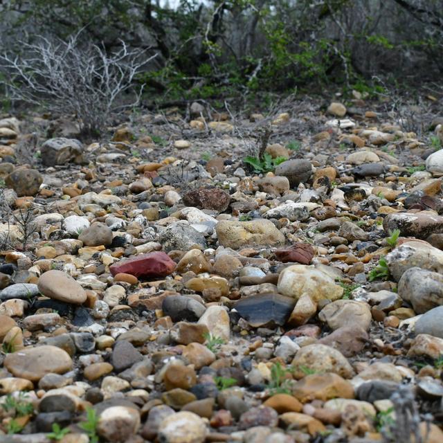 Watering Before a Freeze, Goliad Gravels - podcast episode cover