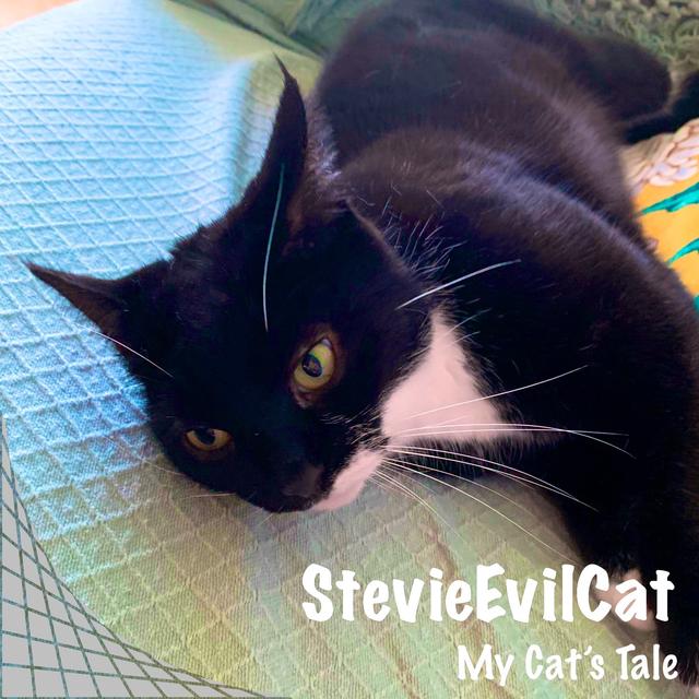 My Cat’s Tale: StevieEvilCat - podcast episode cover