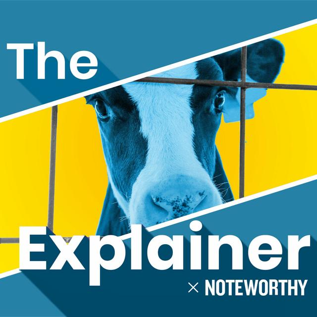 By Noteworthy: Why are Irish unweaned calves being exported? - podcast episode cover