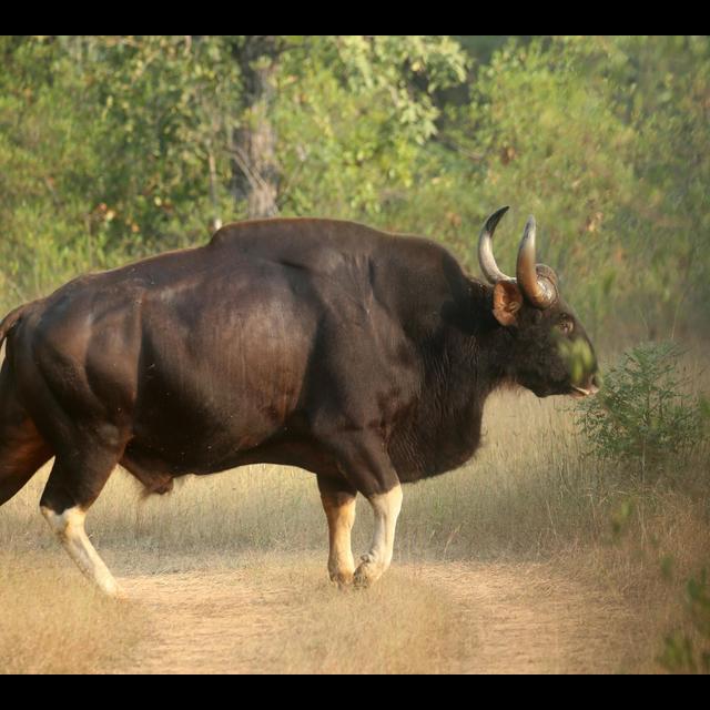 Episode 360: The Mighty Gaur - podcast episode cover
