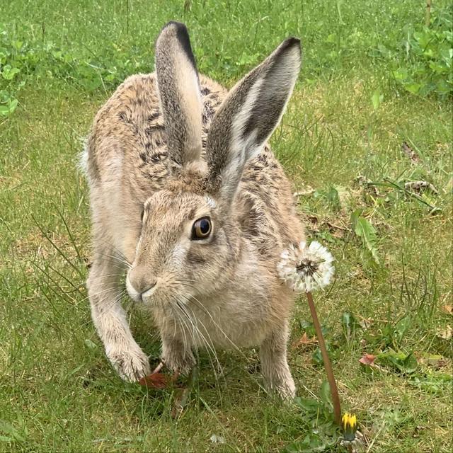 Hare in the House: An Enchanting and Wild Companion - podcast episode cover