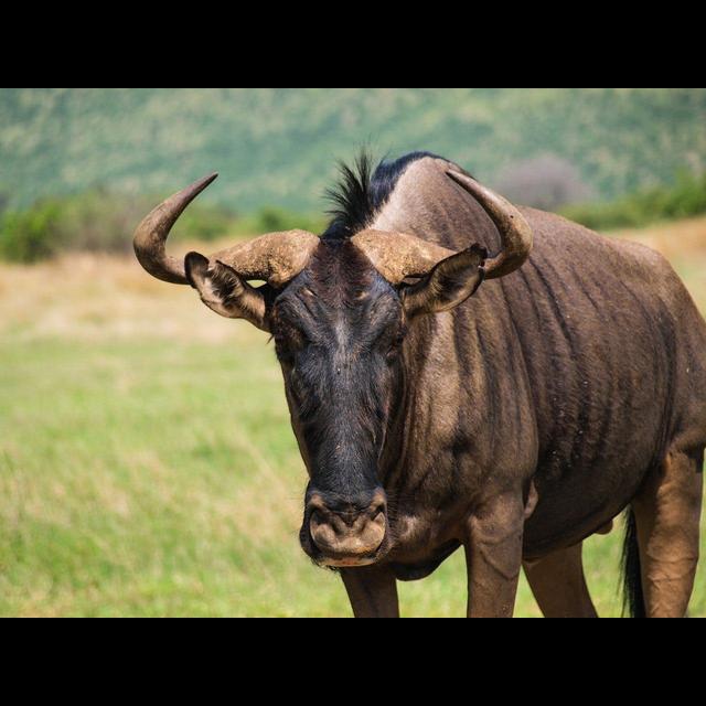 Episode 266: Mass Migration of the Wildebeest - podcast episode cover