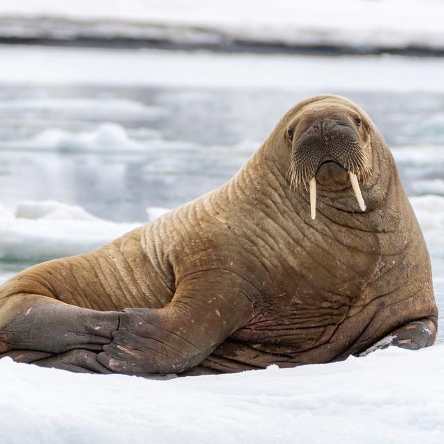 Why do walruses look so weird? - podcast episode cover