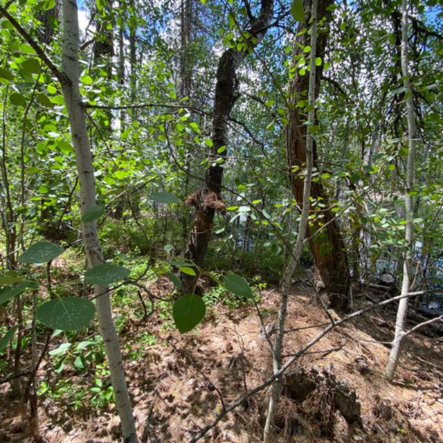 139: Tree Ears- Passing Thunderstorm East Of Bear Mountain - podcast episode cover