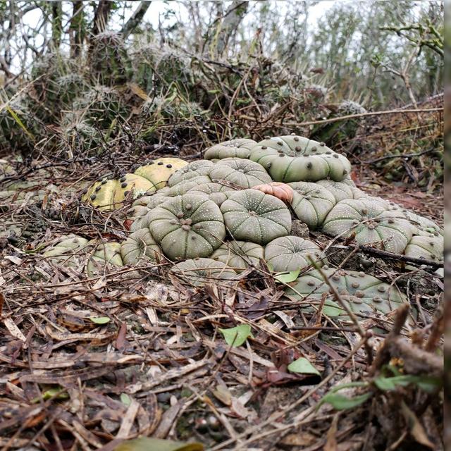 Fighting with City Hall, Star Cactus Mortality, et - podcast episode cover