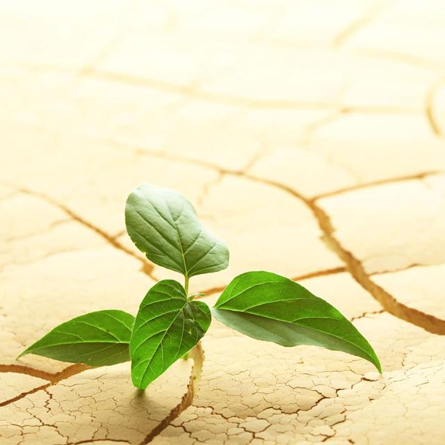 Post Traumatic Growth - podcast episode cover