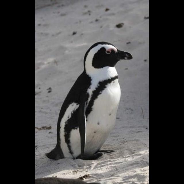 Episode 126: At Risk, African Penguins - podcast episode cover