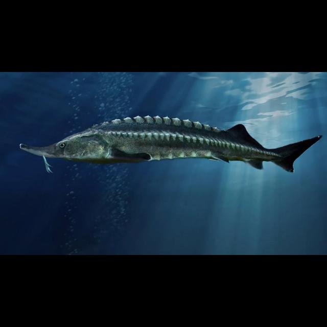 Beluga Sturgeon From Caviar to Collapse - podcast episode cover