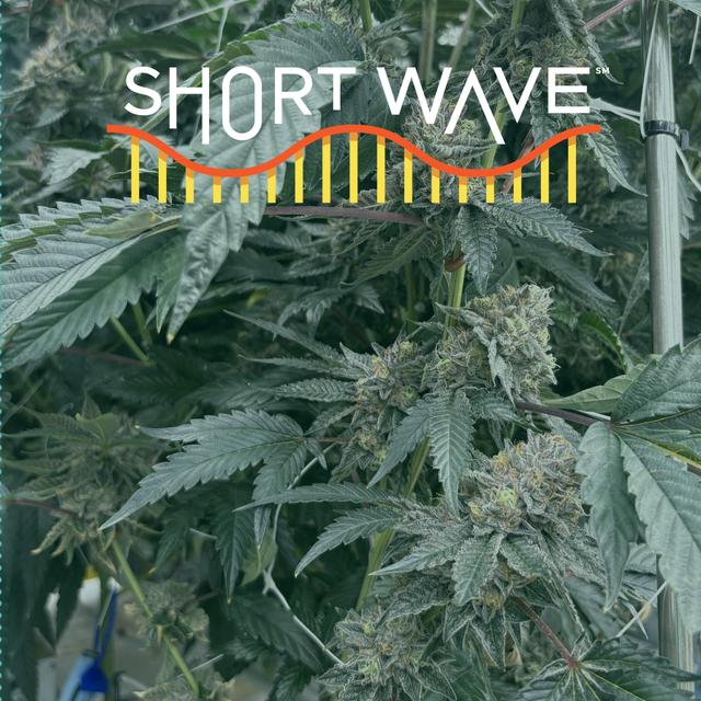 Why Weed's Signature Scent Has Changed Over Time - podcast episode cover