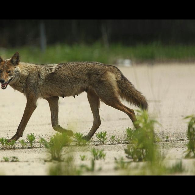 Urban Coyote Evolution Favors the Bold - podcast episode cover