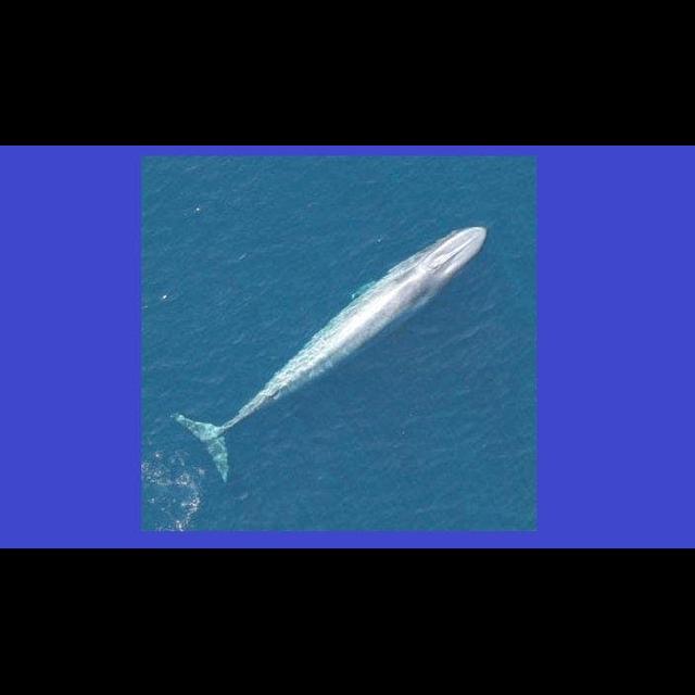 Undersea Recordings Reveal a Whale's Tale - podcast episode cover