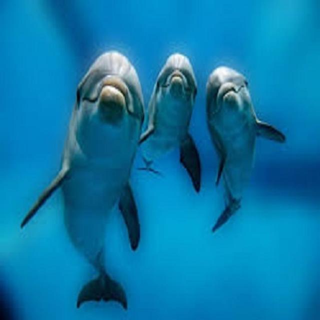 Dolphins and Long Division - podcast episode cover