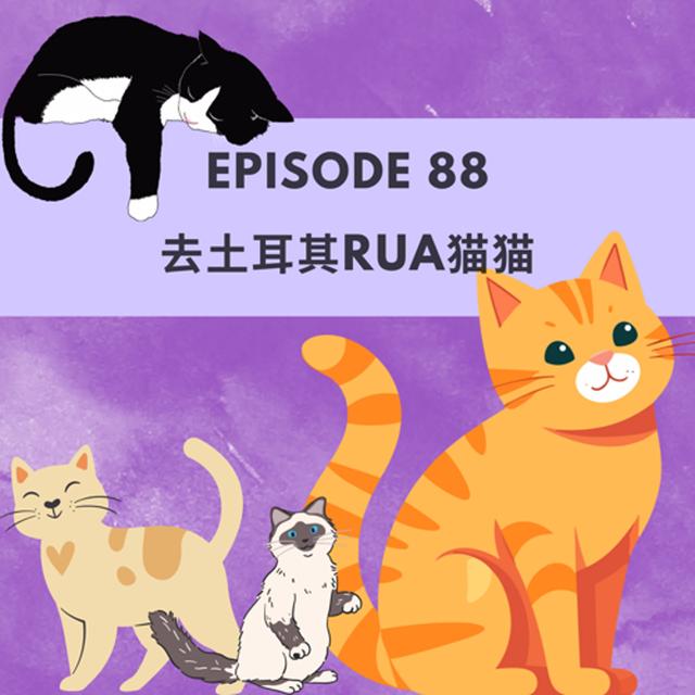 Episode 88 | 去土耳其Rua猫猫 Petting cats in Türkiye - podcast episode cover