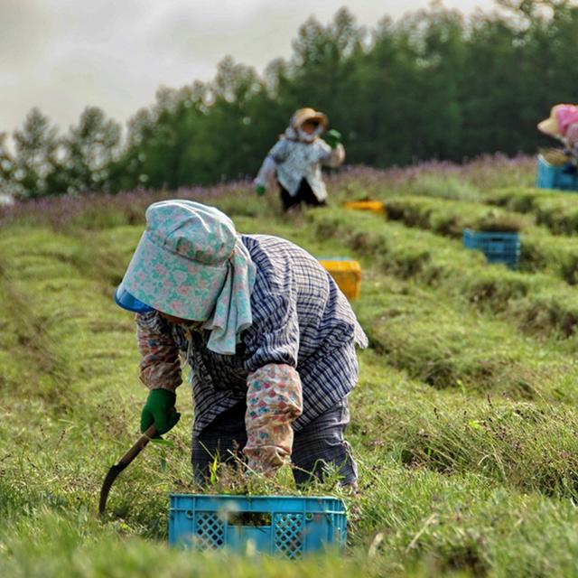 117: Where the wild things grow — foraging in Japan w/ Winifred Bird - podcast episode cover