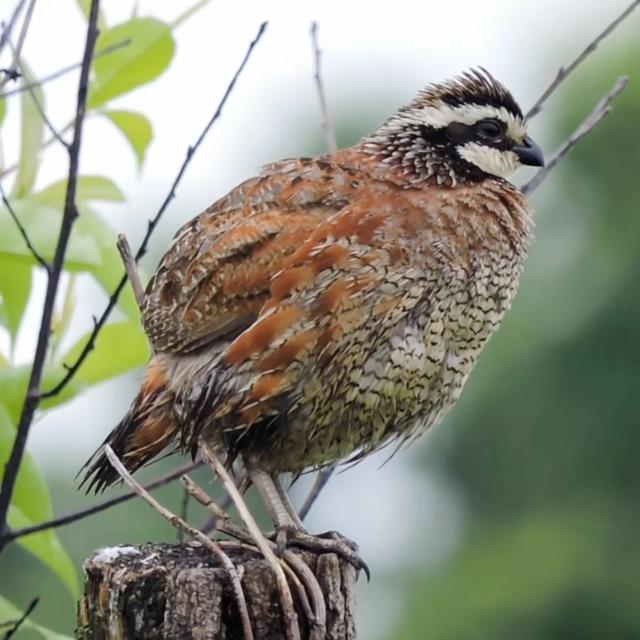 TW 356 - Fire Bird Management Benefits All Wildlife - podcast episode cover