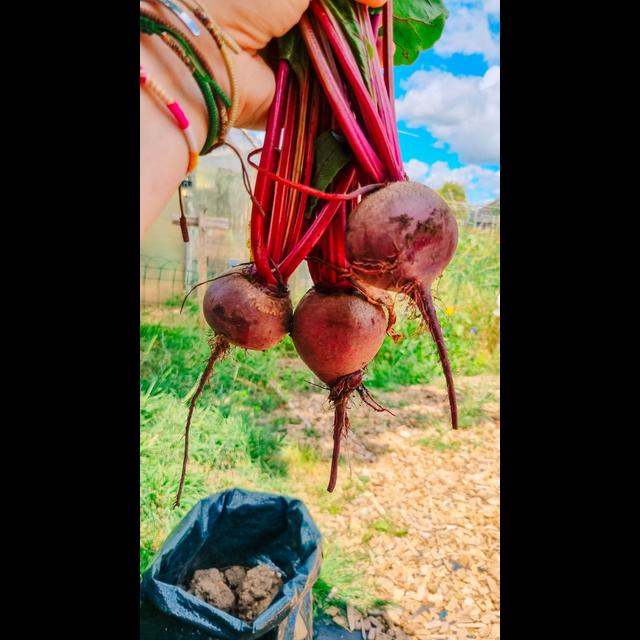 Let's catch up with the allotment & urban homestead - podcast episode cover