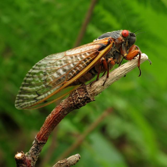 Cosmic Queries – Cicada Invasion! With Jessica Ware - podcast episode cover