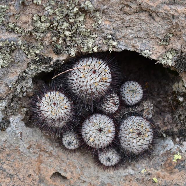 Guanajuato, Mexico Recap Part 2 - Floristic Affinities & Biogeography - podcast episode cover