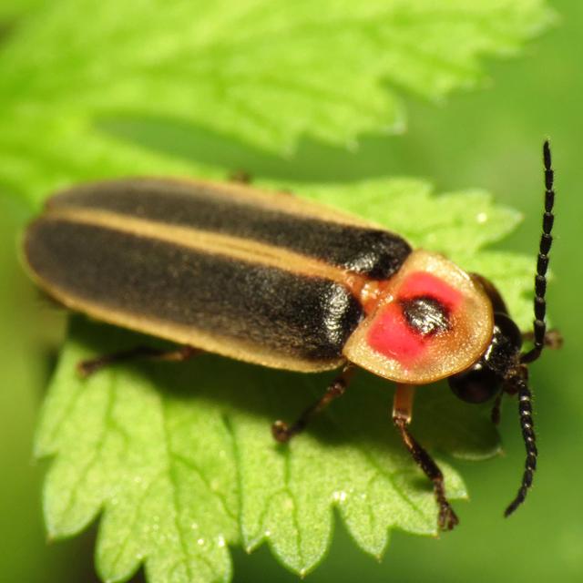 Lightning bugs and Fireflies: A conversation with Lynn Faust, Part 1 - podcast episode cover