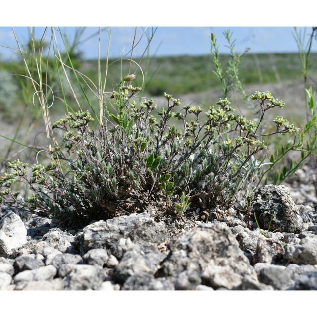 Texas' Rarest Plant, Caliche Gardens & Crested Peyote - podcast episode cover