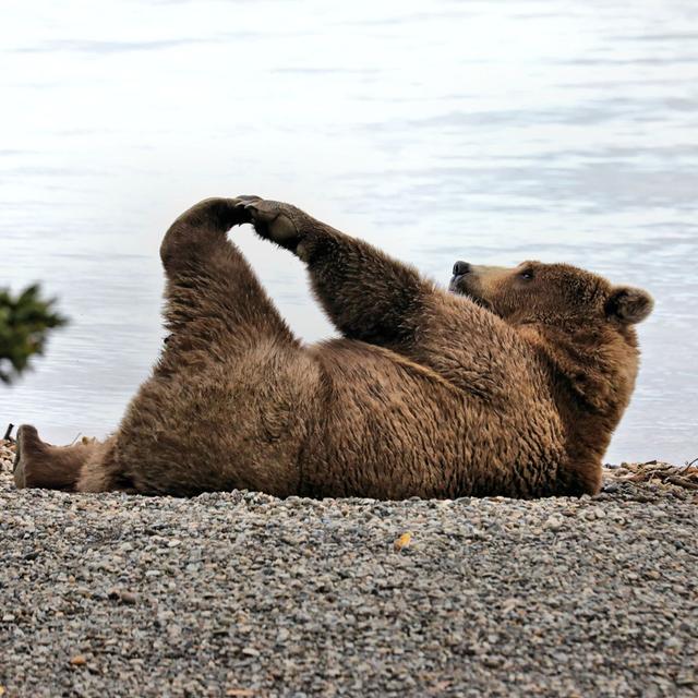179: Bear goes the neighborhood? Japanese wildlife is on the move - podcast episode cover