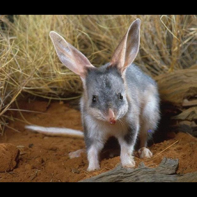 Bilby Bouncing Back - podcast episode cover