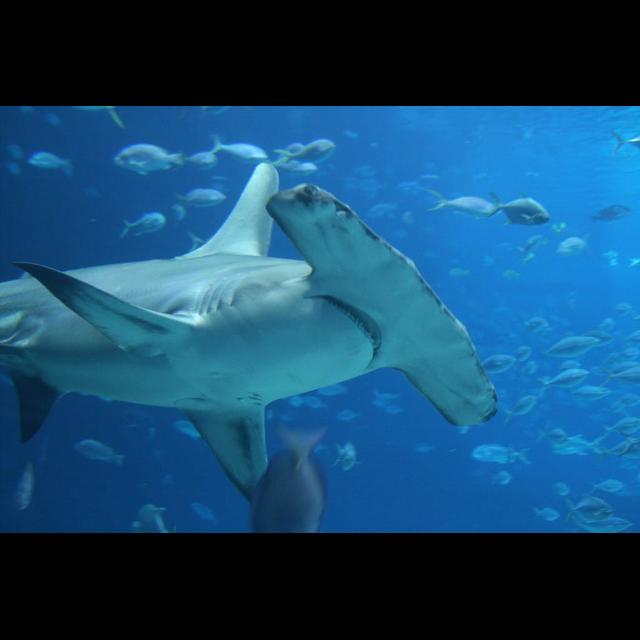 Episode 235: Almost Gone, The Great Hammerhead Shark - podcast episode cover