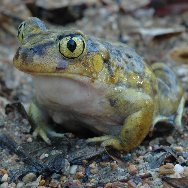 The Fascinating World of Frogs and Toads in the Eastern U.S. - podcast episode cover