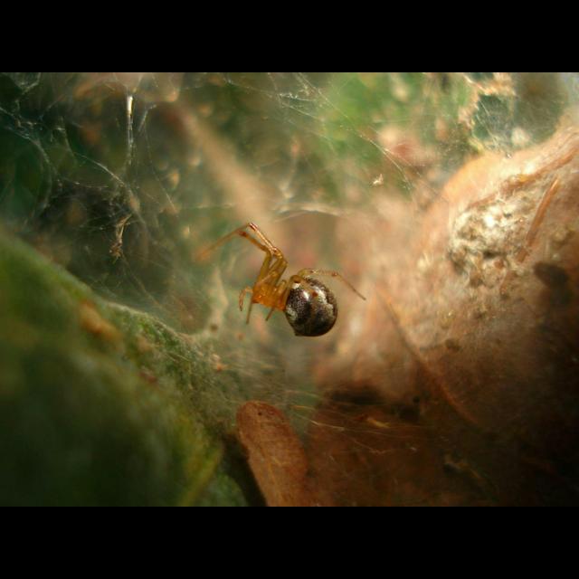 How Hurricanes Influence Spider Aggressiveness - podcast episode cover