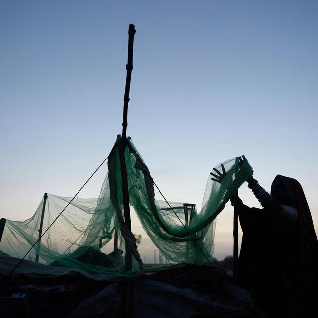Malaria Mosquitoes Are Biting before Bed-Net Time - podcast episode cover