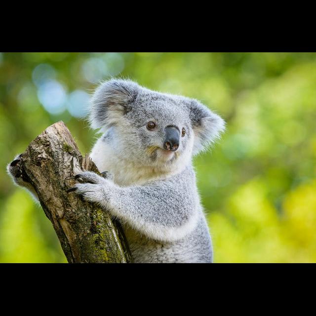 Episode 314: Koala Encore - podcast episode cover