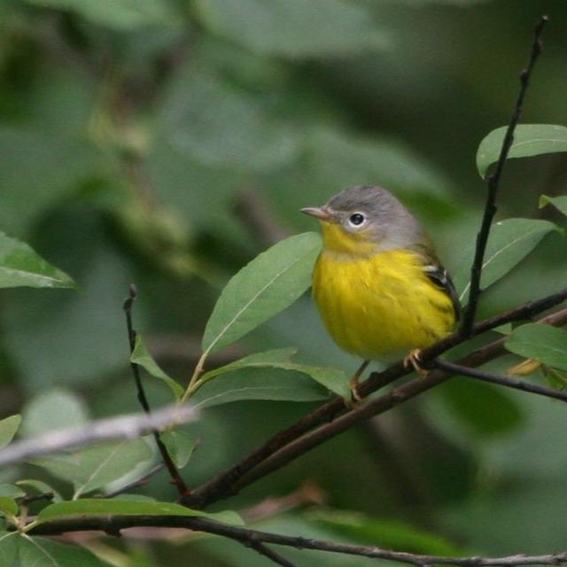 Birding provides escape for the pandemic-fatigued - podcast episode cover