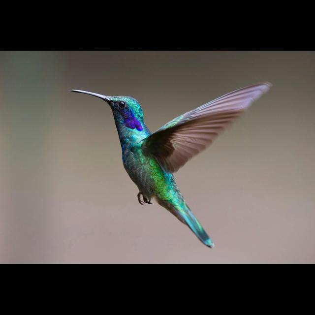 Episode 67: Hmm, Hummingbirds - podcast episode cover