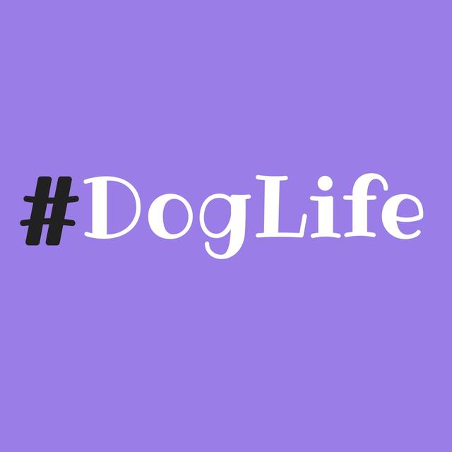 Episode 46: #DogLife - podcast episode cover