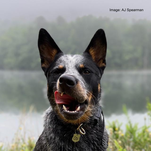 Ep 66 Australian Dogs: Australian History - podcast episode cover
