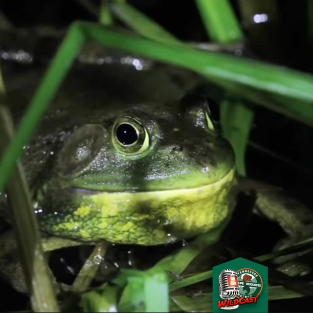 TW 357 - Frog Gigging Fun! - podcast episode cover