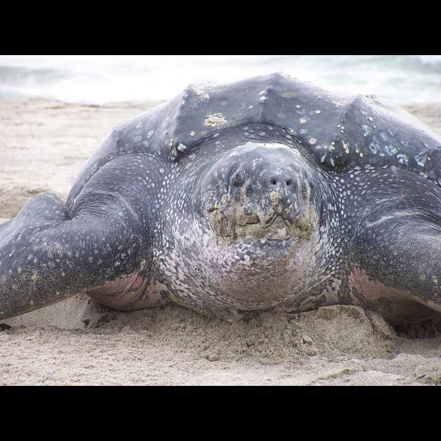 Episode 225: The Massive Leatherback Sea Turtle - podcast episode cover